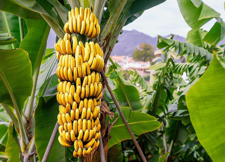 Imagen ilustrativa del programa de Bioestimulación Banano