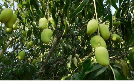 Imagen ilustrativa del programa de Bioestimulación Mango